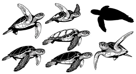 Set of hand drawn sea turtle illustrations in various poses.