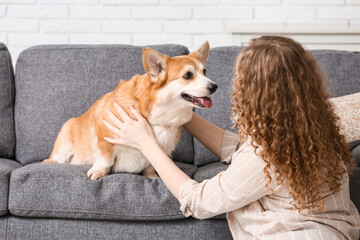 Young woman sitting on floor with Corgi dog on sofa in living room