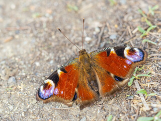 Peacock butterfly on the ground among the grass