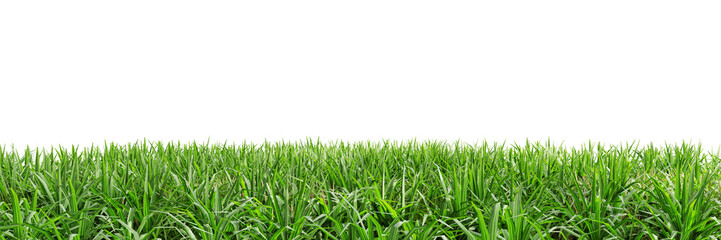 Green grass isolated on transparent background 3d rendering png