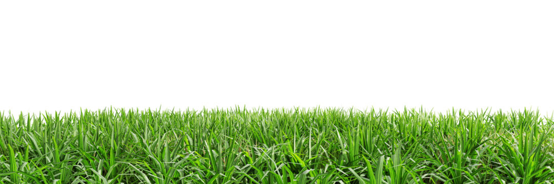 Green grass isolated on transparent background 3d rendering png