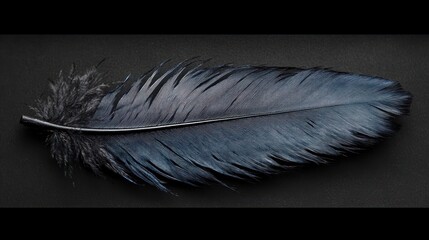 single dark feather with subtle blue iridescent sheen on a black textured background, elegant and serene close-up evoking fragility and quiet mystery