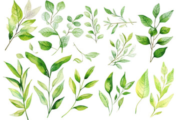 A collection of beautifully illustrated green leaves in various shapes and sizes. the diversity of foliage. perfect for nature-themed designs or botanical illustrations
