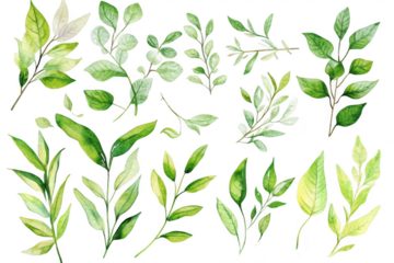 A collection of beautifully illustrated green leaves in various shapes and sizes. the diversity of foliage. perfect for nature-themed designs or botanical illustrations