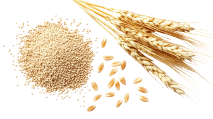 Wheat grains and flour pile with wheat stalks isolated on transparent background