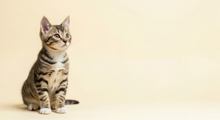 A curious tabby kitten with striped fur sits on a neutral beige background.