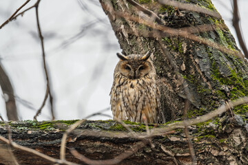 Long-eared owl (Asio otus), looking forward with wide opened eyes