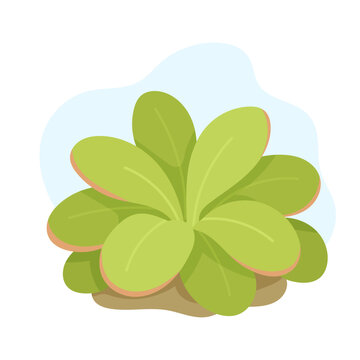 Soft vector pinguicula plant glowing with gentle green tones, pinguicula forming calm botanical focus for modern decor, trending minimalist vibe enhancing natural aesthetic for creative projects.