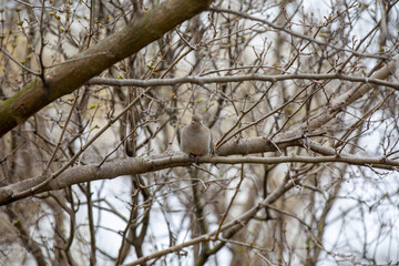 A mourning dove (zenaida macroura) perched on a branch in the winter.
