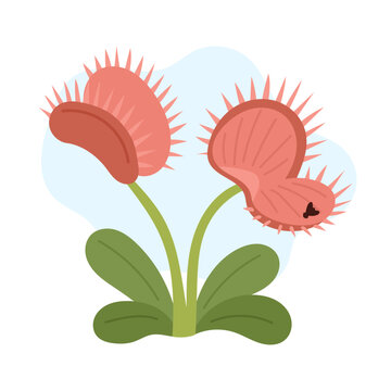 Venus flytrap showing vibrant curved traps, venus flytrap capturing insect in playful vector form, bold carnivorous shapes adding trendy botanical aesthetic perfect for modern creative nature projects