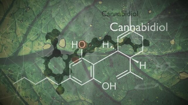 Cannabidiol or CBD molecular structural chemical formula. Futuristic science backdrop. Pharmacology concept