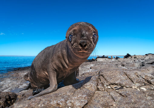 lobo marino de un pelo cria