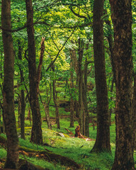 forest in the morning