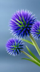 Obraz premium Three globe thistle flowers, with spiky blue petals and green centers, are shown in close-up against a smooth, soft blue background. The lighting is soft and ev