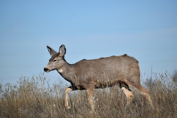 Deer walking through field