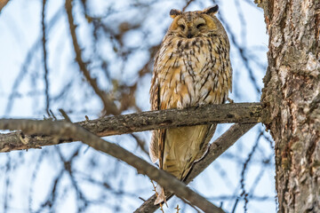 Long-eared owl (Asio otus), looking forward with wide opened eyes