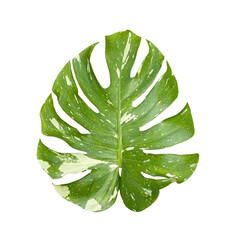green leaf isolated on white,monstera leaf