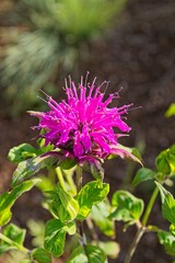 Closeup of purple Monarda 'Rockin' Raspberry', Monarda didyma, flower, Arizona.