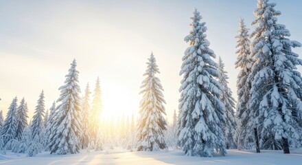 Sunlight shining through a dense forest of tall evergreen trees heavily covered in fresh white snow during a bright winter morning or sunset in a cold, serene landscape