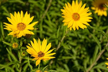 Closeup of a vivid yellow Western Sunflower, Helianthus occidentalis. A honey bee, Apis mellifera, is on one of the flowers, Arizona.
