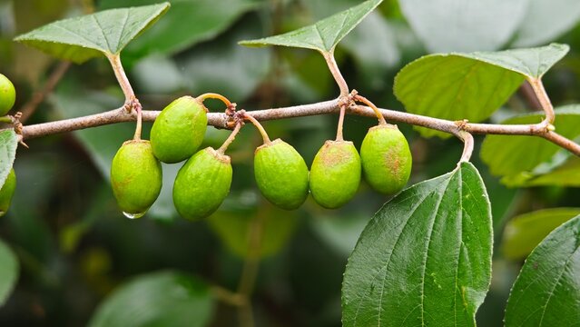 Unripe jujube in the garden.
