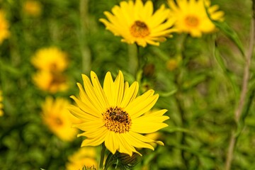 Closeup of a vivid yellow Western Sunflower, Helianthus occidentalis. A honey bee, Apis mellifera, is on one of the flowers, Arizona.