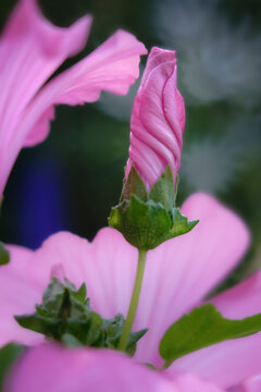 lavatera