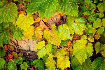 Closeup of Boston Ivy, Parthenocissus tricuspidata. Arizona.