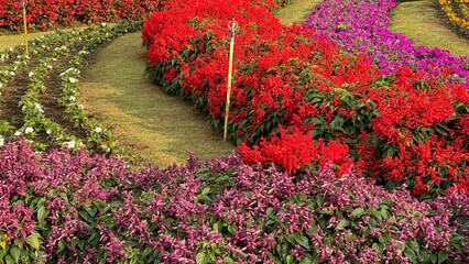 Bright red and purple Salvia flower beds arranged in curving, parallel rows separated by grass paths in a manicured botanical garden, suggesting horticulture and springtime