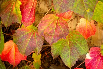Closeup of vivid red, yellow and green Boston Ivy, Parthenocissus tricuspidata, Arizona.
