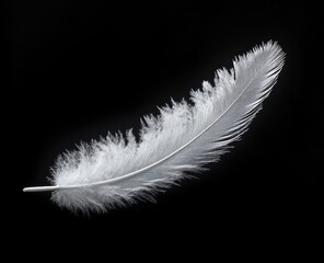 Obraz premium close up of a delicate white feather with soft barbs and intricate details on a black background