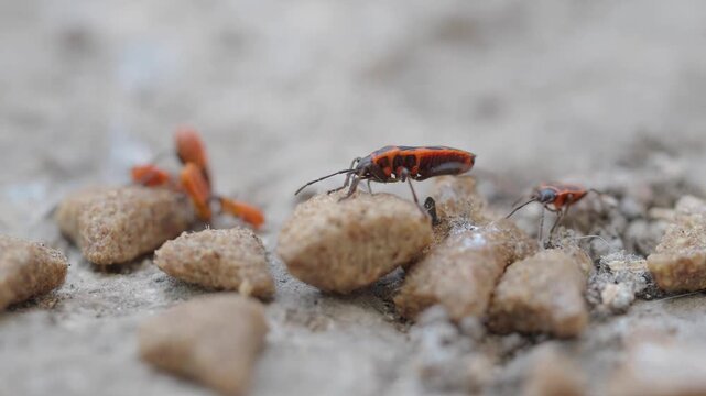 Close look at firebugs collecting food 