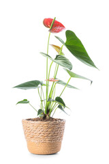 Wicker pot with beautiful anthurium flower isolated on white background