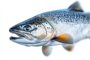 close-up profile of a silver salmon with speckled scales, open mouth, visible gills and orange-tinted fins, appearing alert and curious against a clean white background
