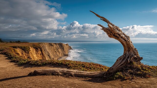 A dramatic coastal scene featuring a twisted tree trunk overlooking cliffs and the ocean under a blue sky with scattered clouds.