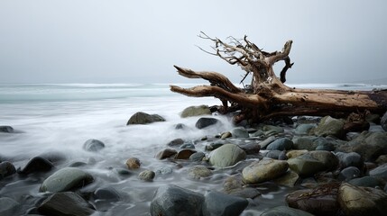 A tranquil coastal scene featuring a weathered tree trunk on rocky shores, with gentle waves lapping against smooth stones under a cloudy sky.