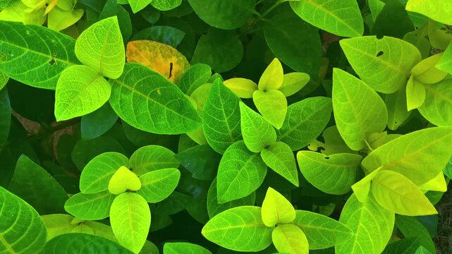 This immersive close-up of vivid green foliage highlights detailed plant textures, natural growth patterns, and refreshing outdoor elements, offering a serene garden atmosphere with organic beauty, lu