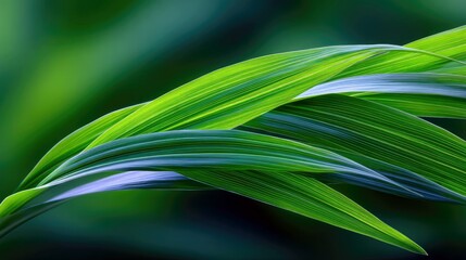 Close-up view of several curved green grass blades with visible veins, overlapping and creating a sense of movement against a softly blurred dark green backgrou