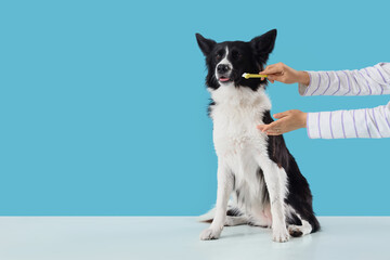 Owner brushing teeth of cute Border Collie dog on blue background