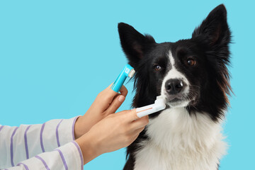 Owner with different toothbrushes brushing teeth of cute Border Collie dog on blue background, closeup