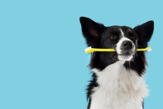 Cute Border Collie dog with toothbrush on blue background, closeup