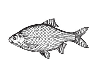 Roach Fish Monochrome Hand Drawn Illustration