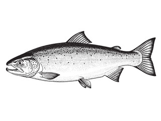 Salmon Fish Monochrome Hand Drawn Illustration