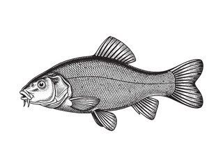Tench Fish Monochrome Hand Drawn Illustration
