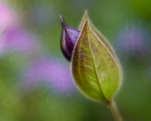 clematis bud