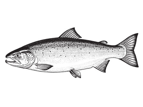 Salmon Fish Monochrome Hand Drawn Illustration
