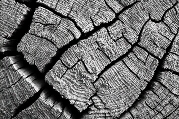 Close-up of a weathered, cracked tree trunk cross section showing pronounced growth rings and rugged texture, conveying age and resilience