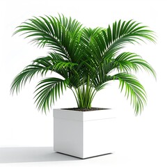 Obraz premium Potted palm tree, vibrant green leaves, square white pot