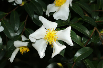 秋に咲く黄色と白花ユチャの大きな花枝正面アップ（晴天下自然光＋ストロボマクロ撮影）
