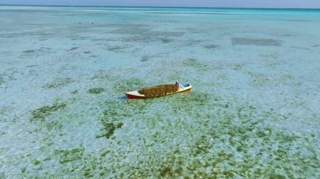 Aerial View Seaweed Harvest on Boat, Sustainable Aquaculture in Philippines
shot in the shallow, crystal-clear waters near Mansalangan Sandbar in Balabac, Palawan